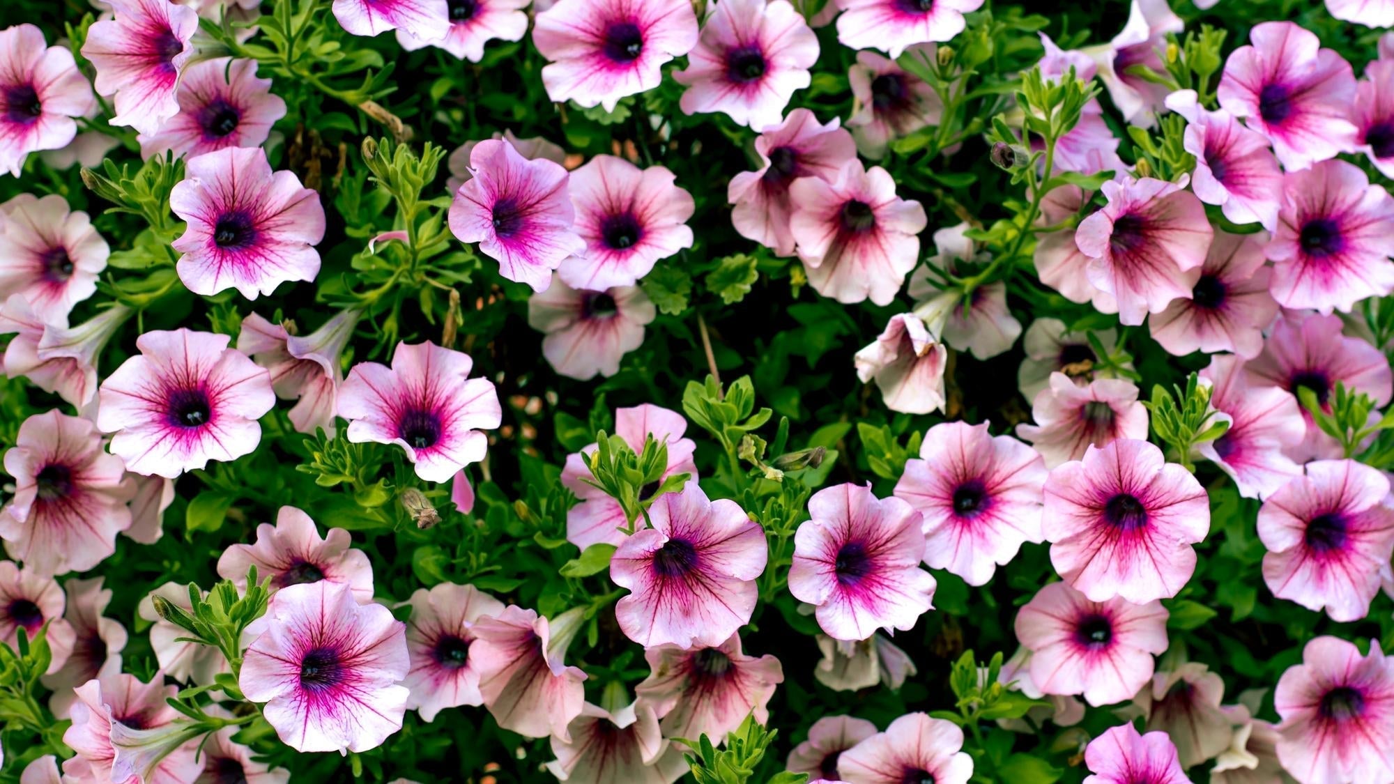 Petunia Blog