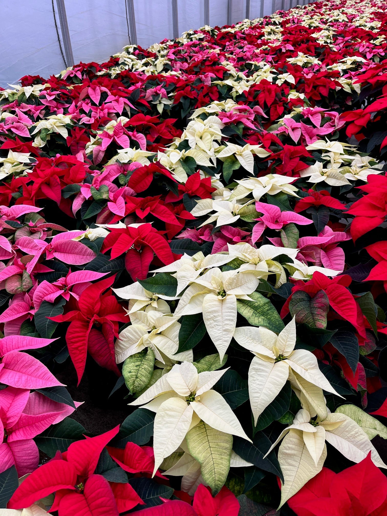 Poinsettia