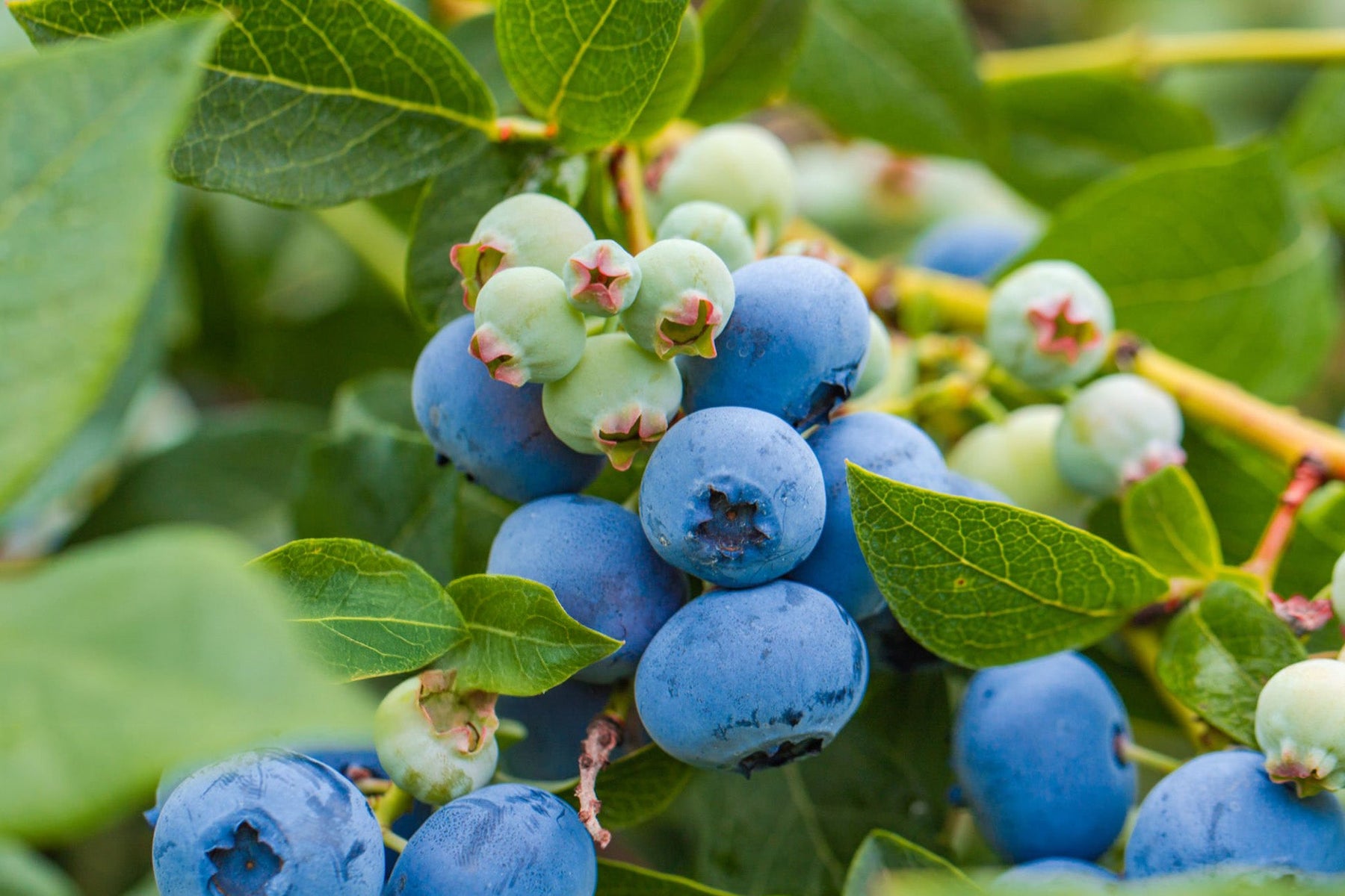 Blueberry