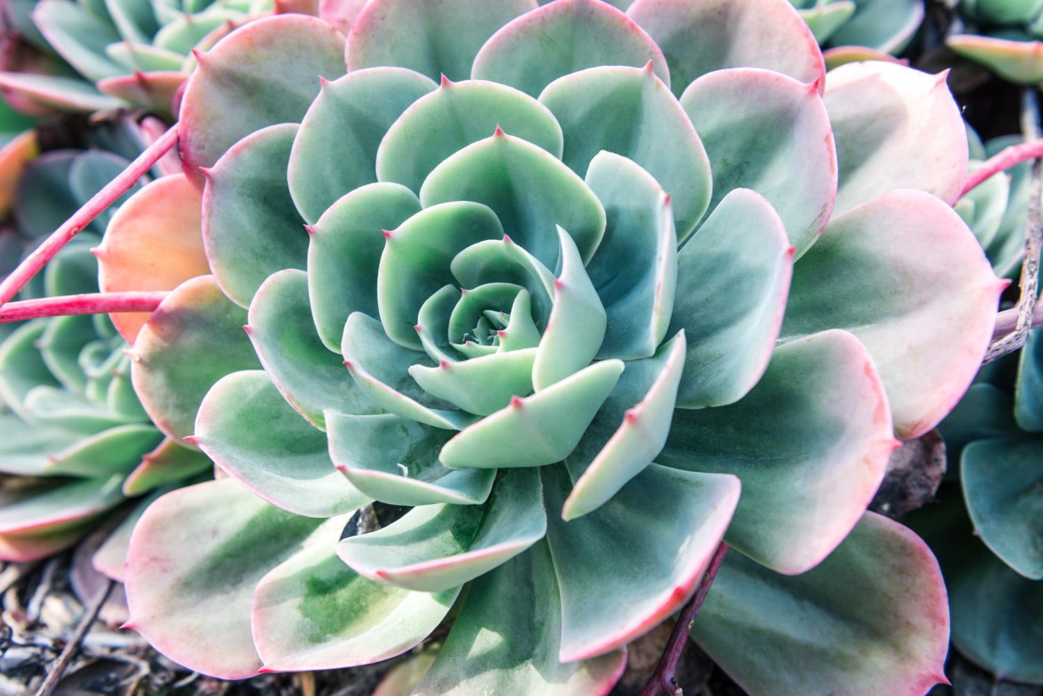 Succulents