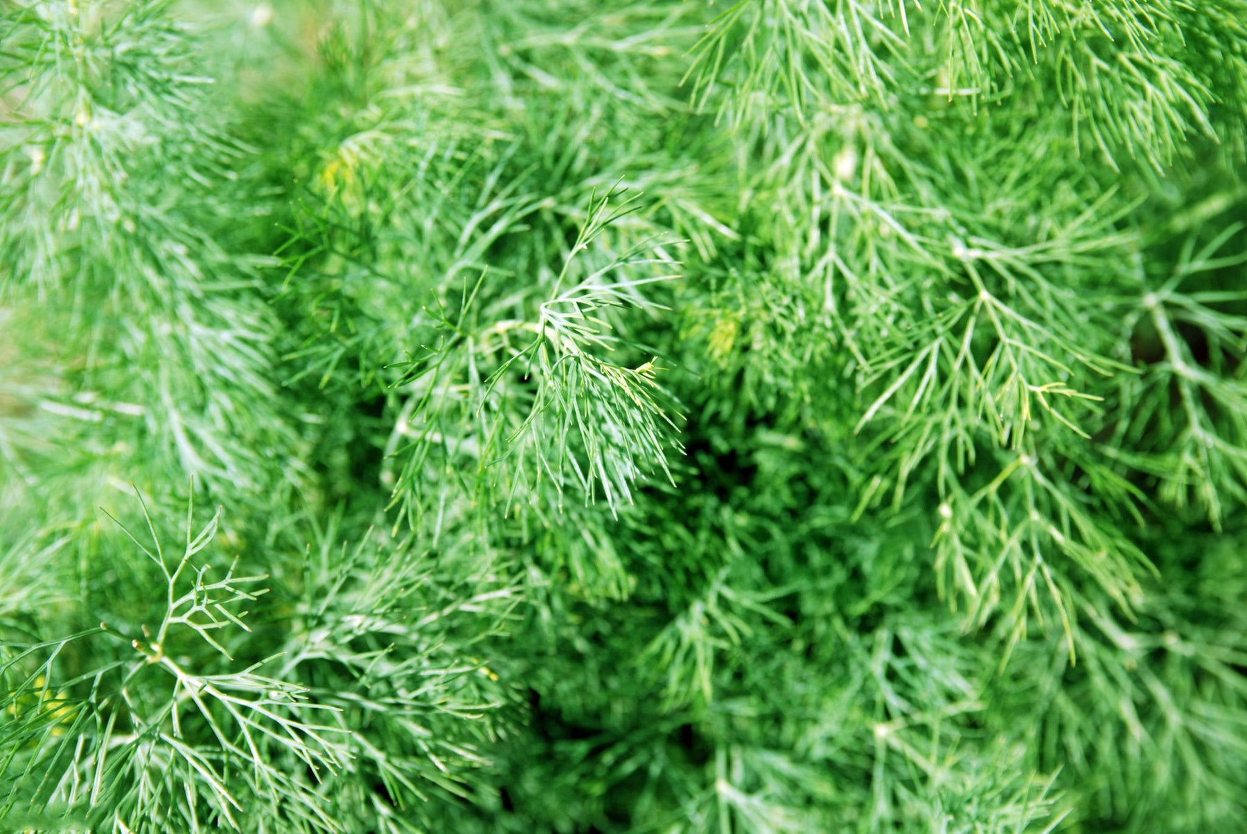 Dill