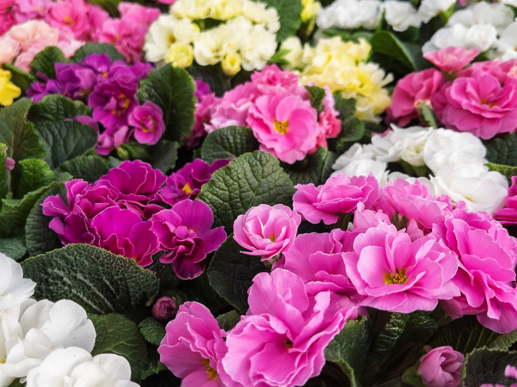 Primula