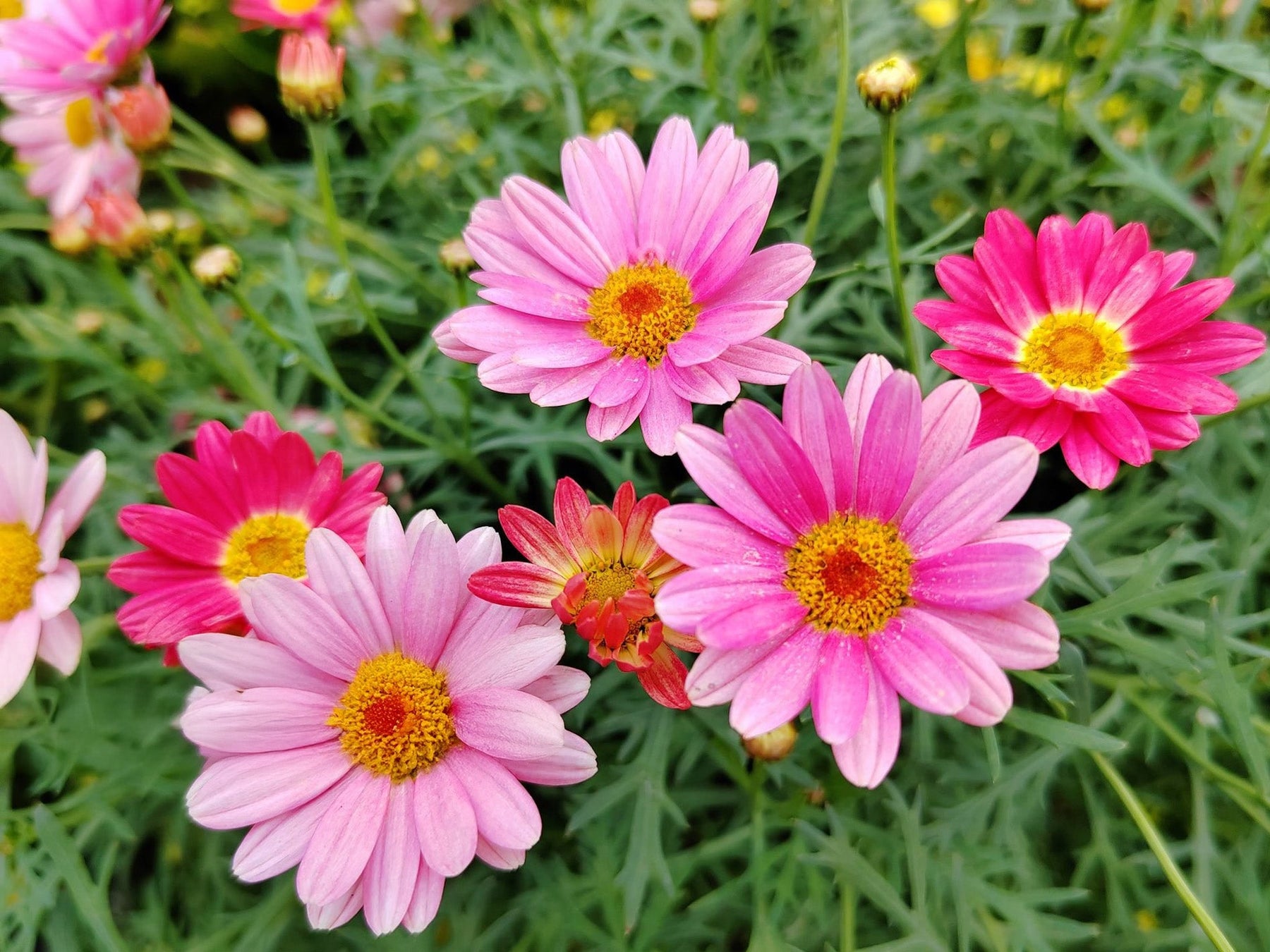Argyranthemum