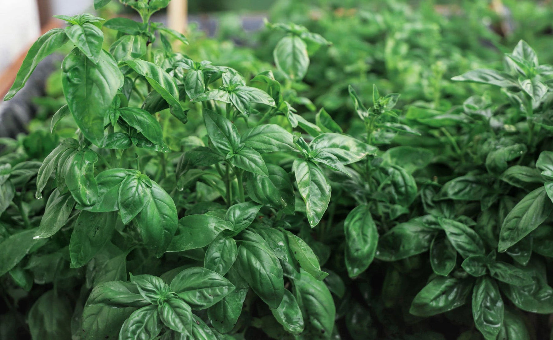 Basil