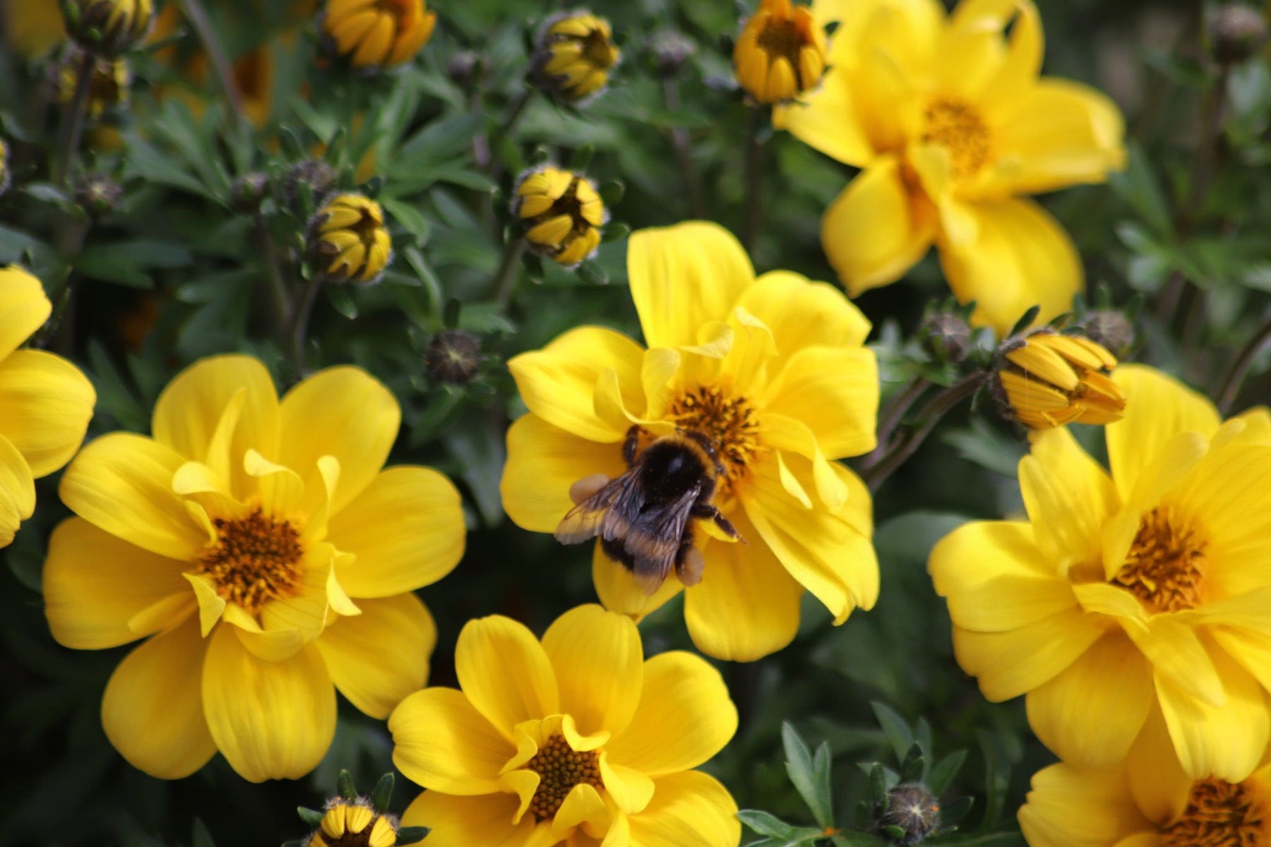 Bidens