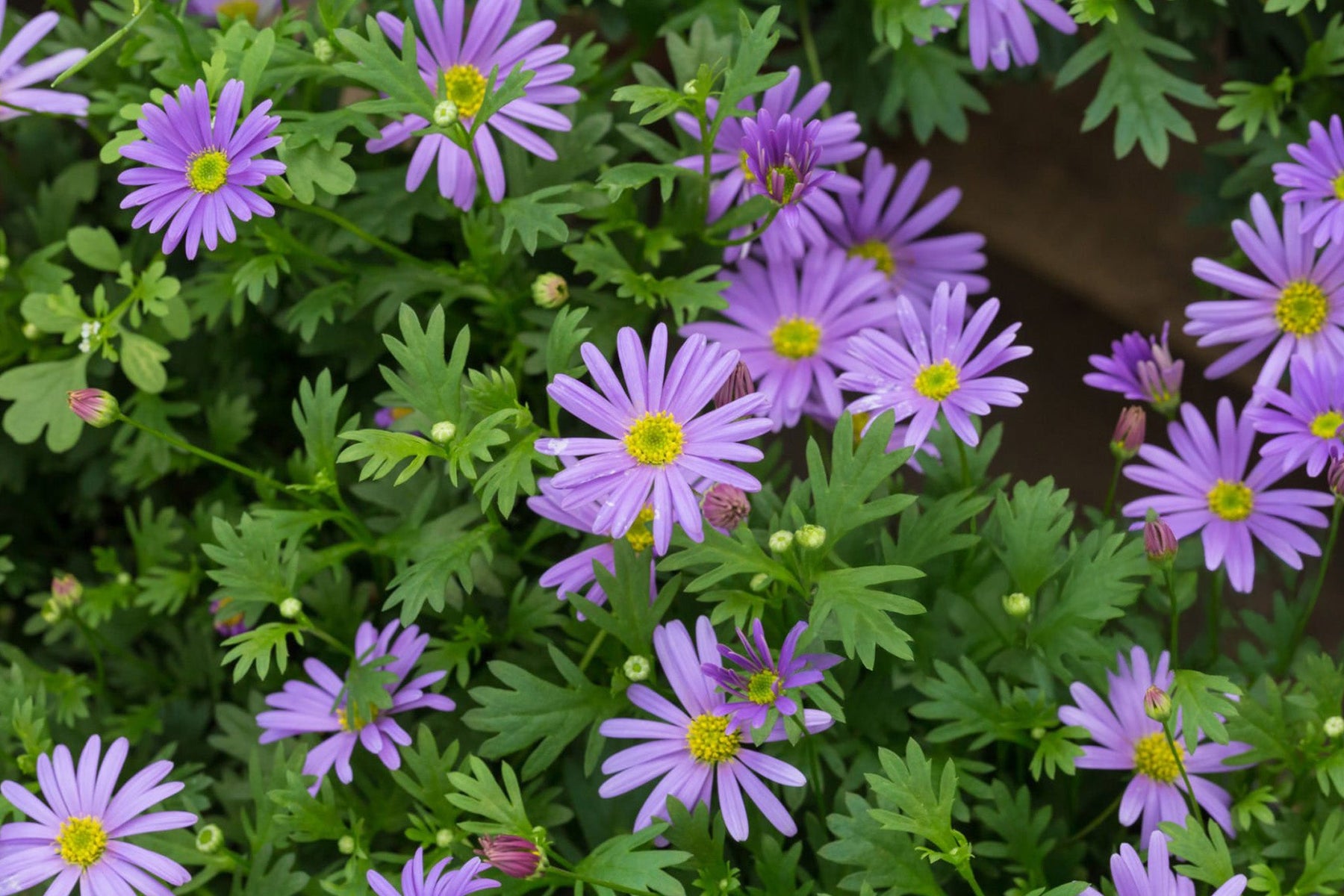 Brachyscome