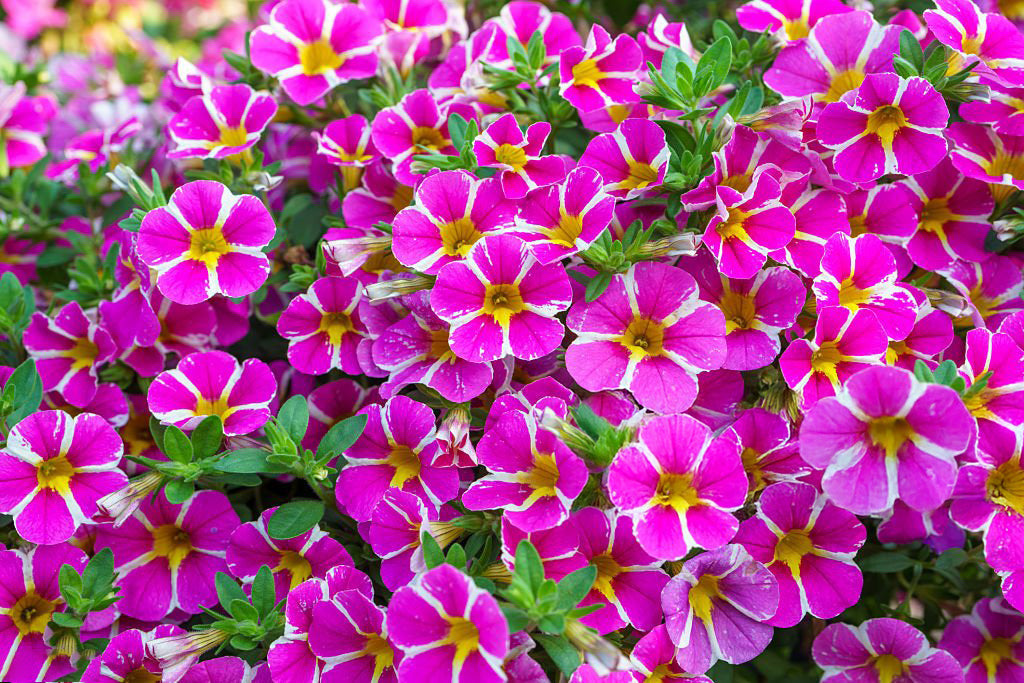 Calibrachoa