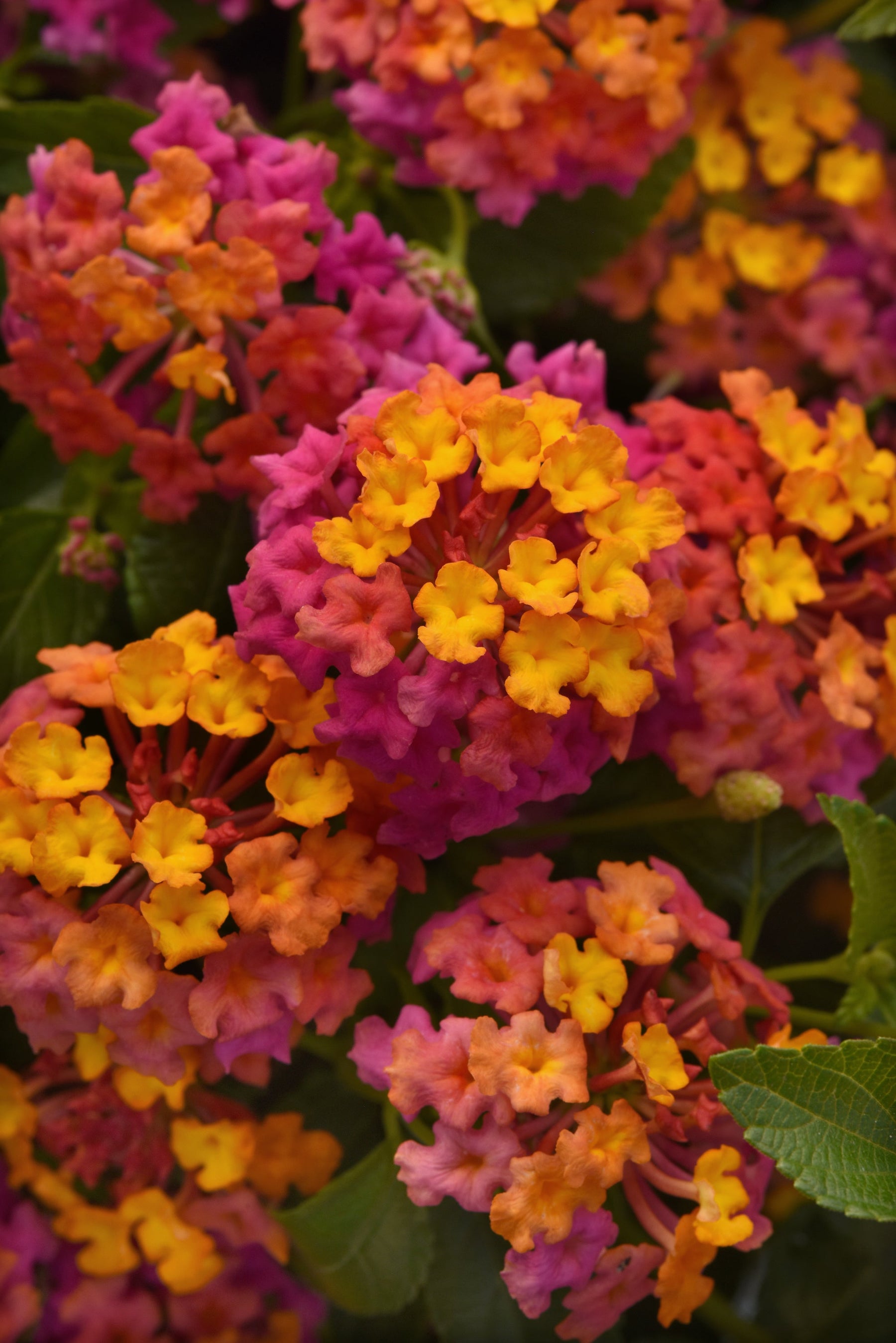 Lantana