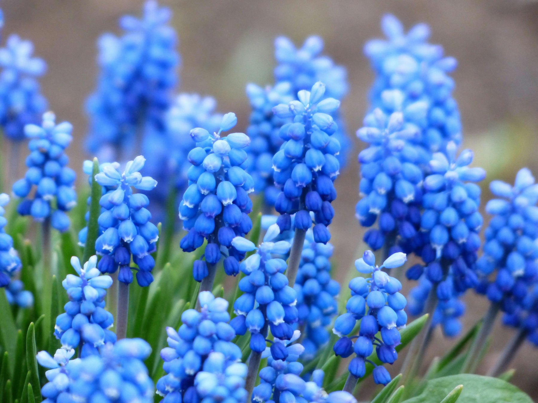 Muscari