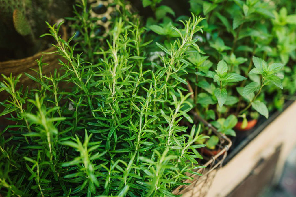 Rosemary