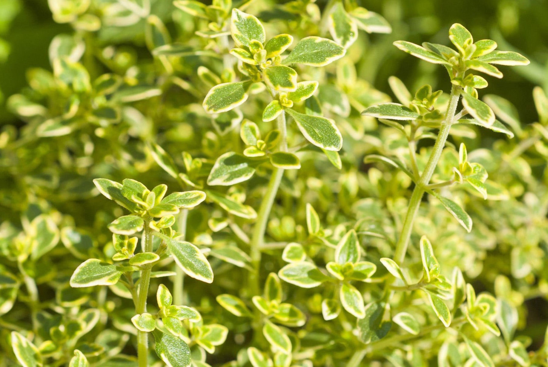 Thyme