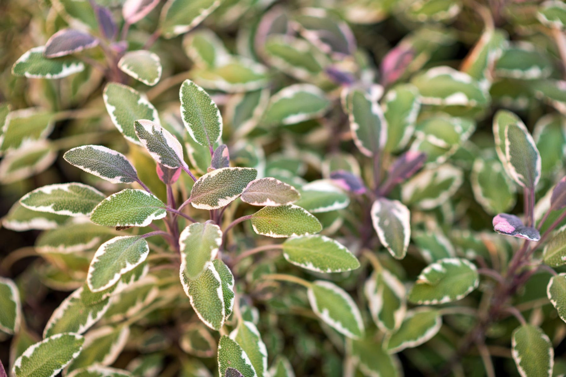 Sage
