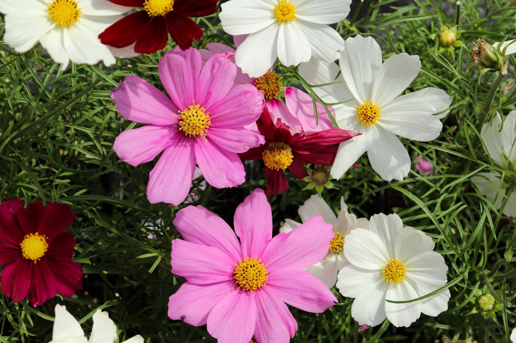 Cosmos