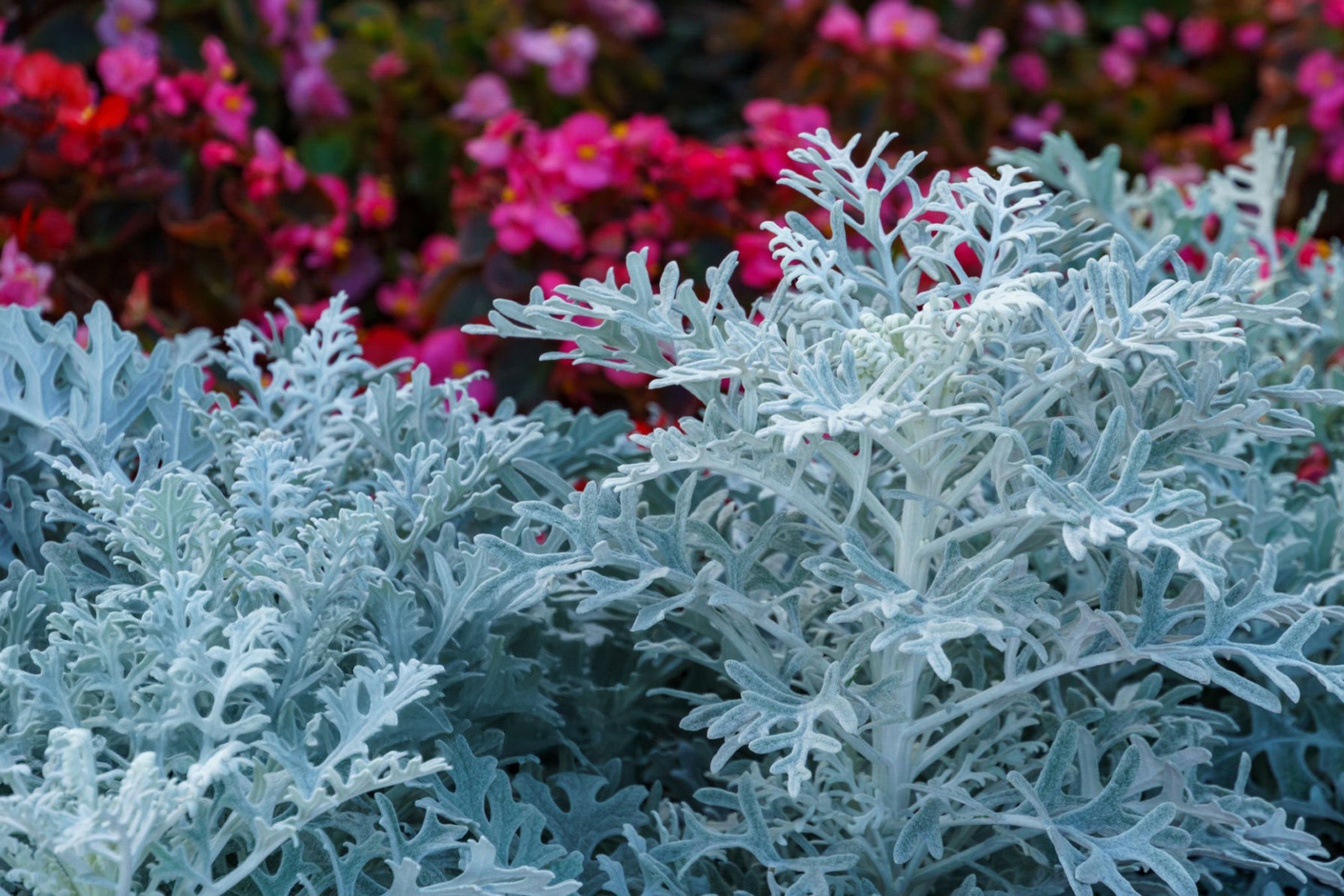Dusty Miller