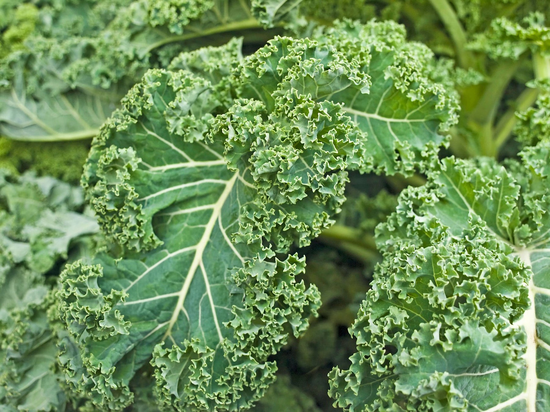 Kale