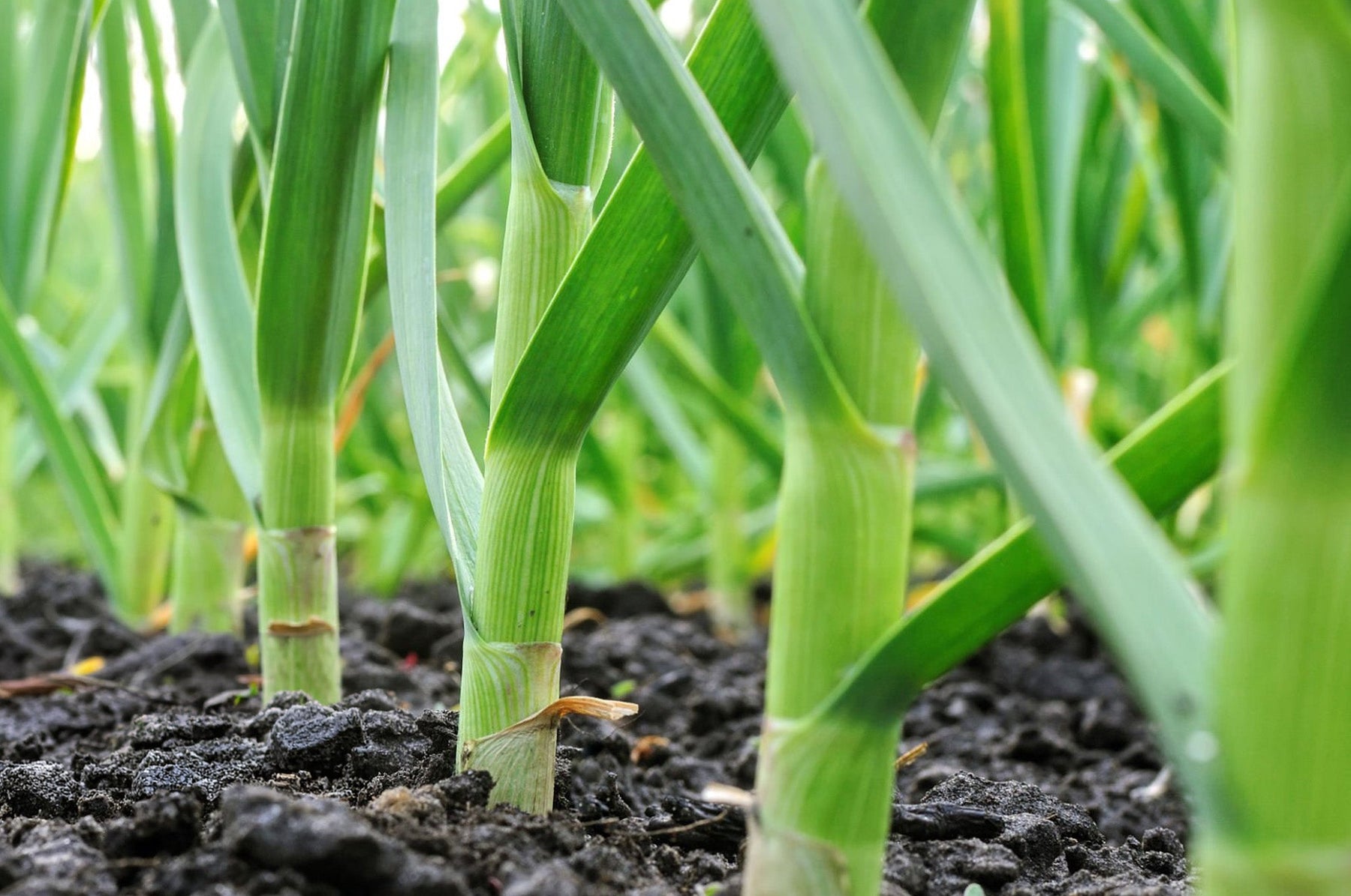 Leeks