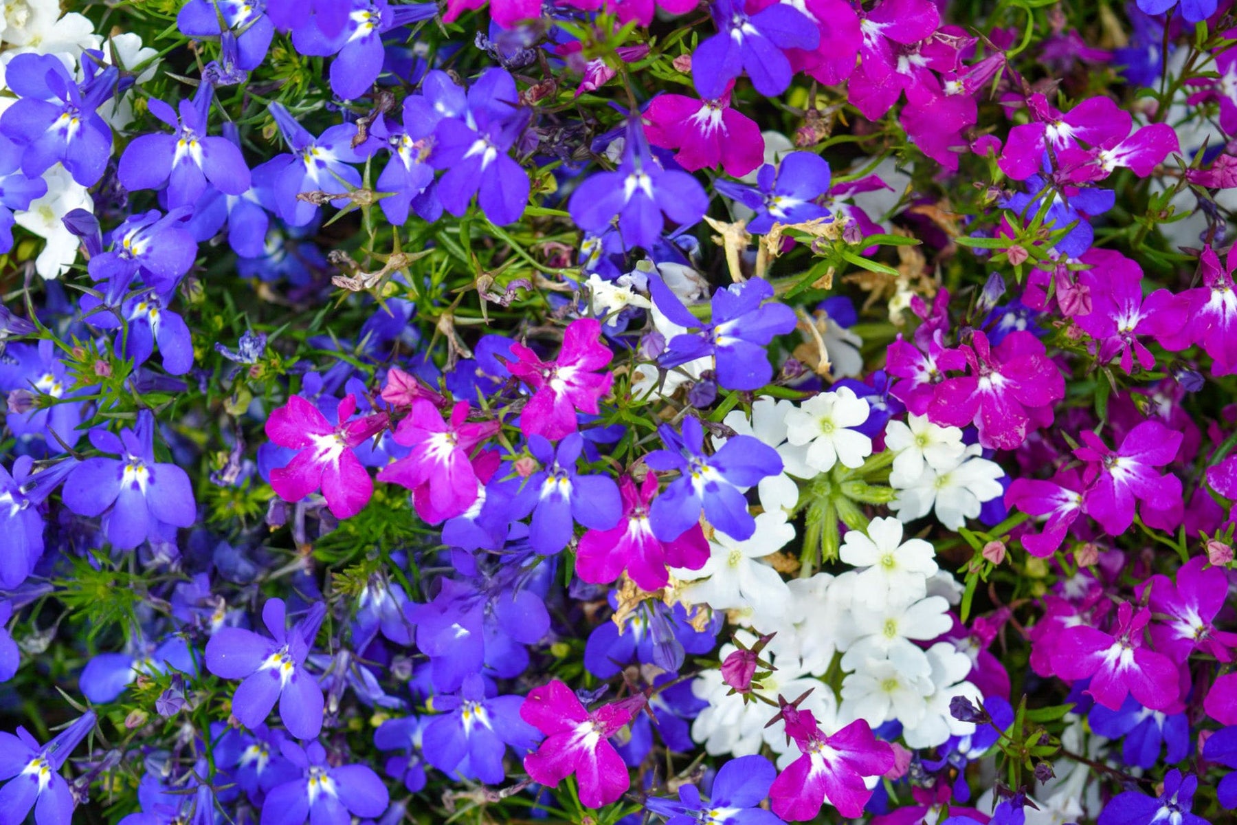 Lobelia