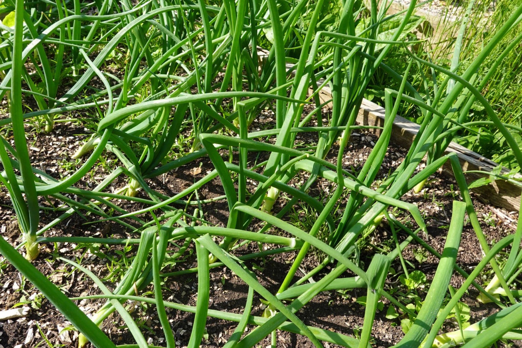 Onion