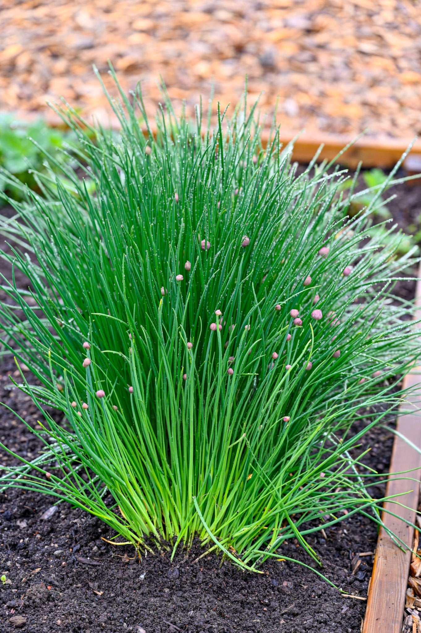 Chives