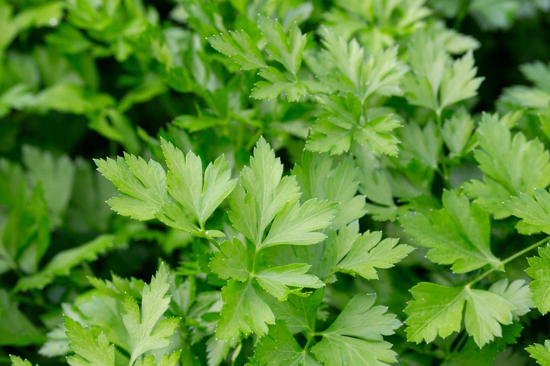 Parsley