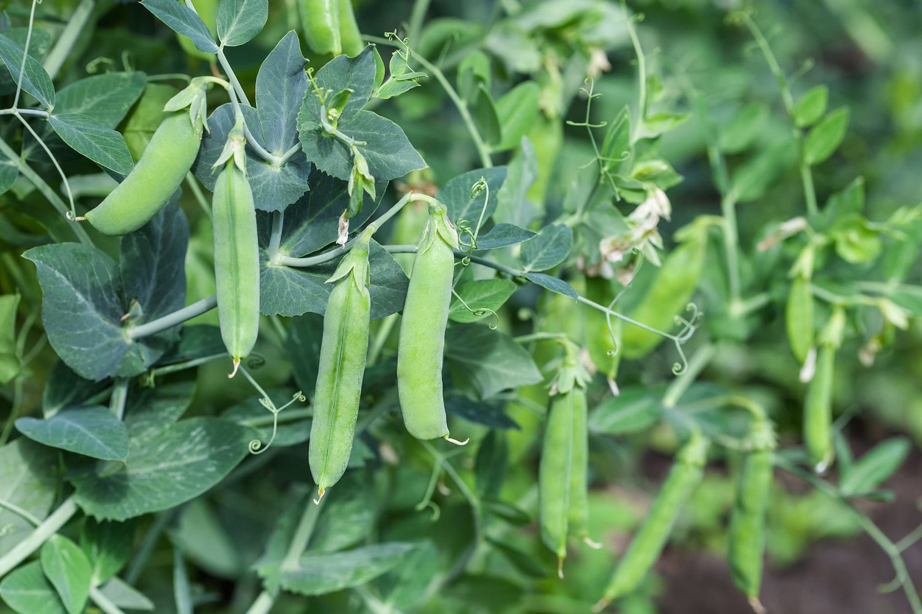Pea