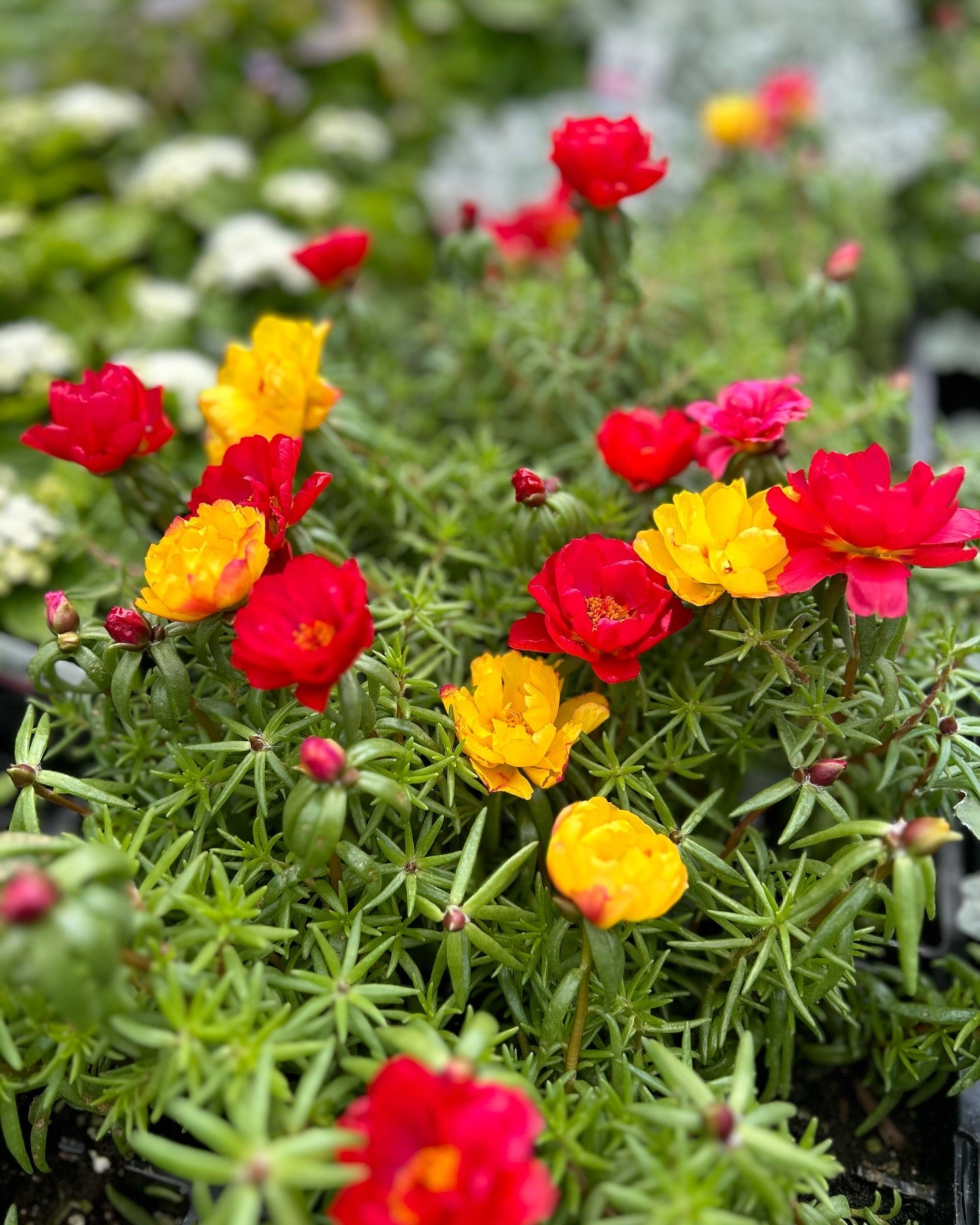 Portulaca