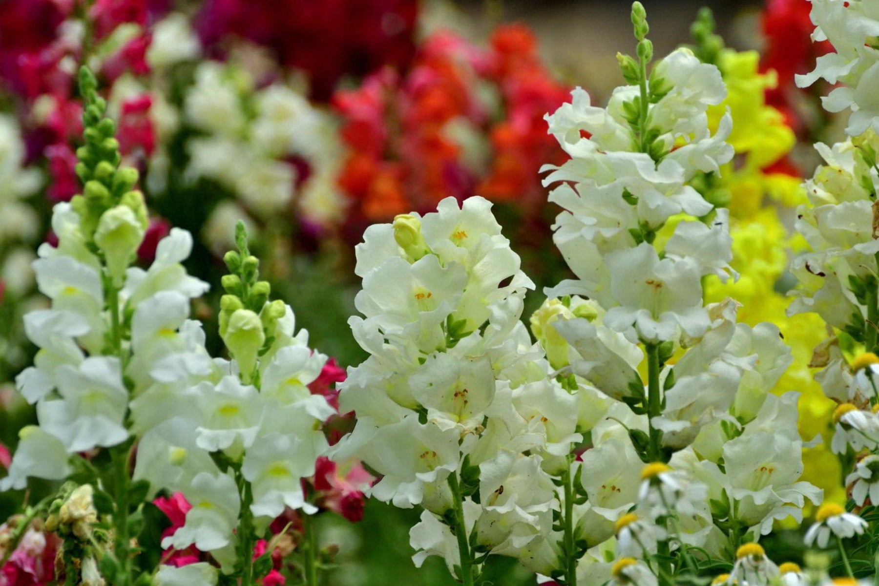 Snapdragon