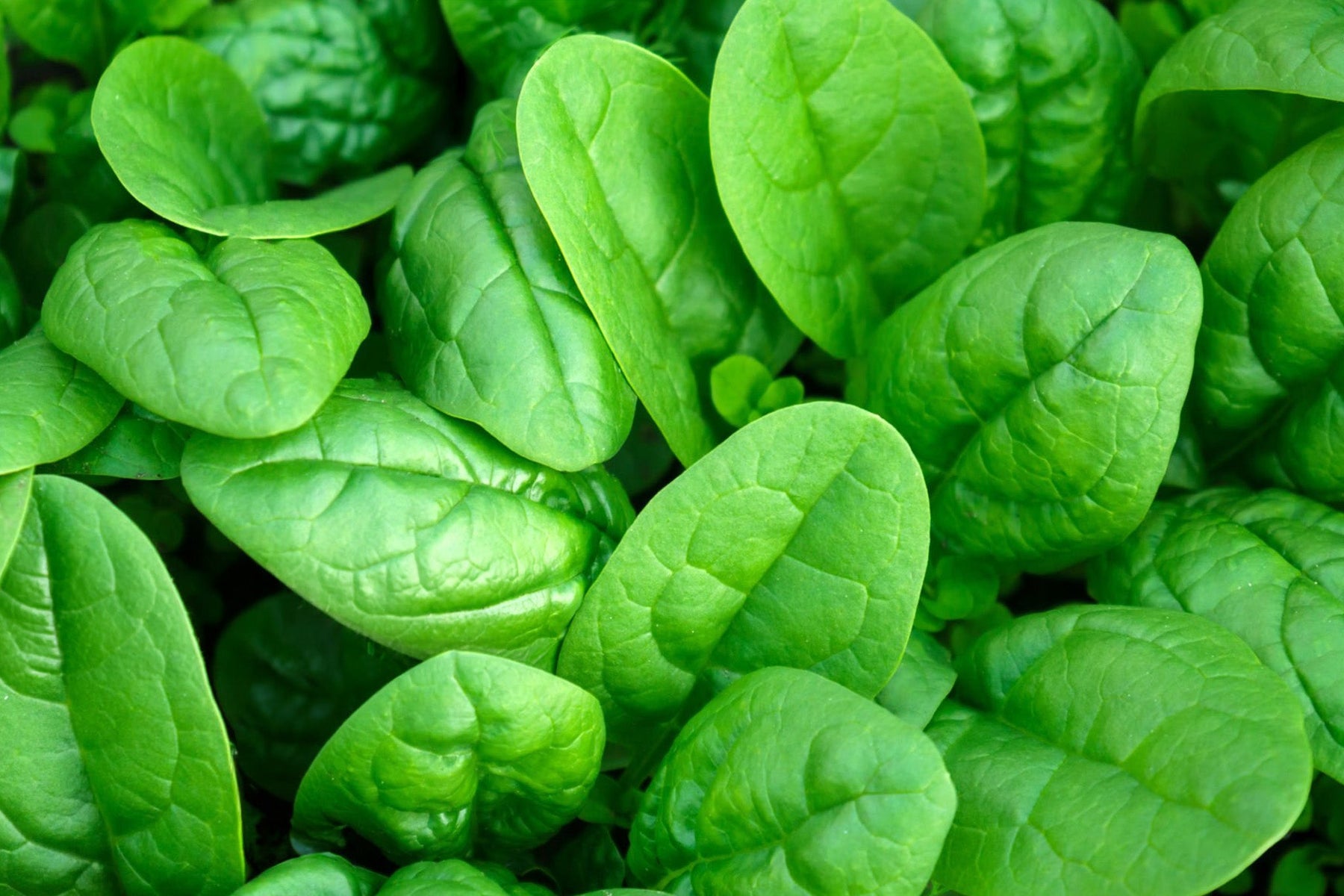 Spinach