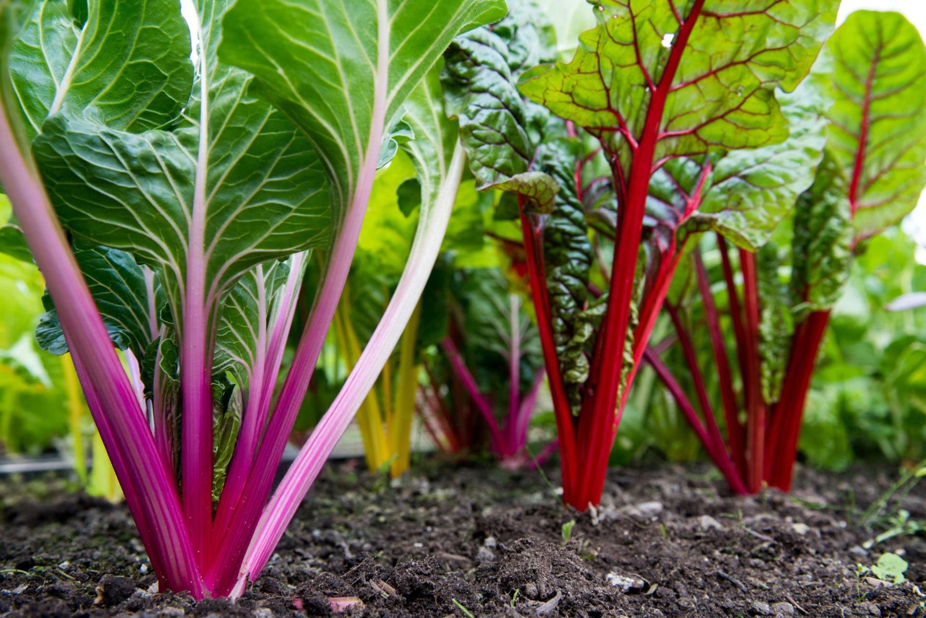 Vegetables