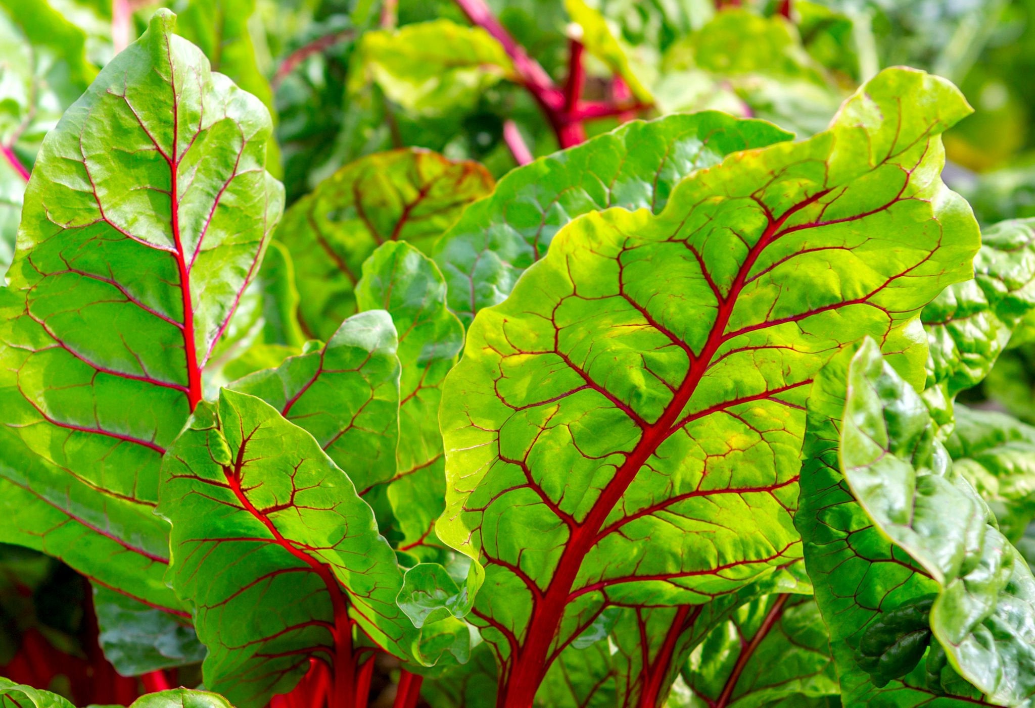 Swiss Chard