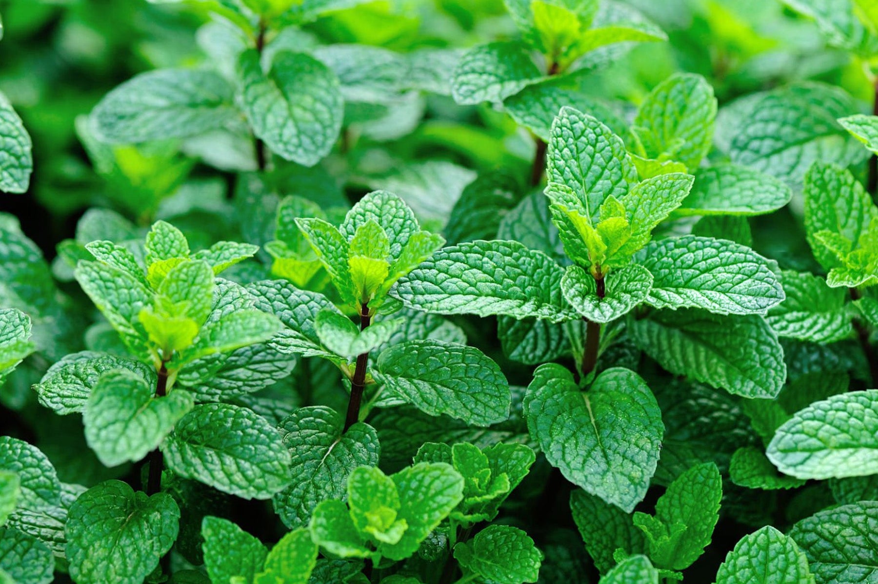 Mint