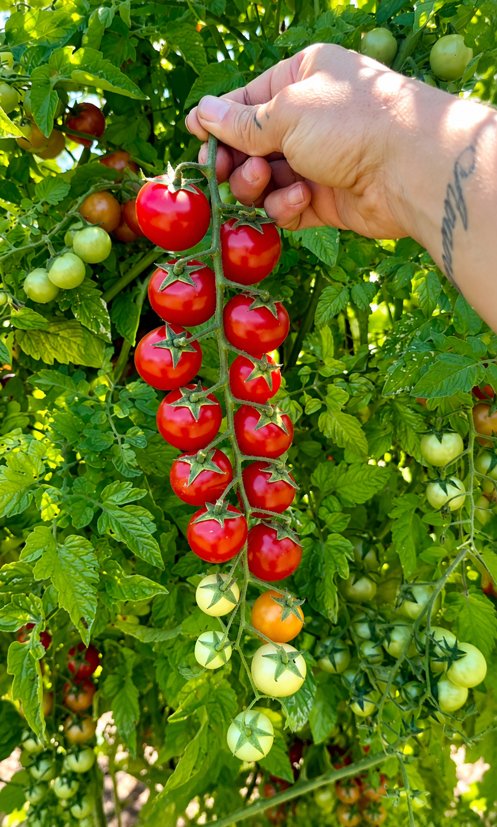 Tomatoes