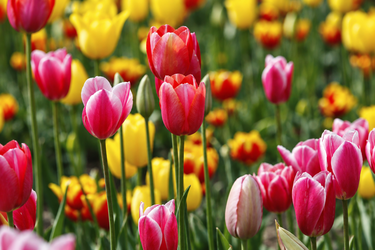 Tulips