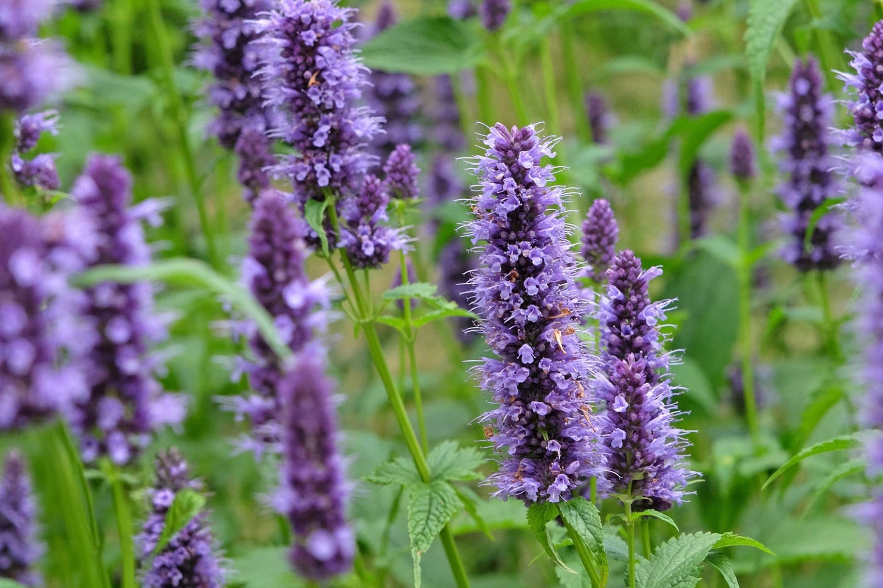 Agastache