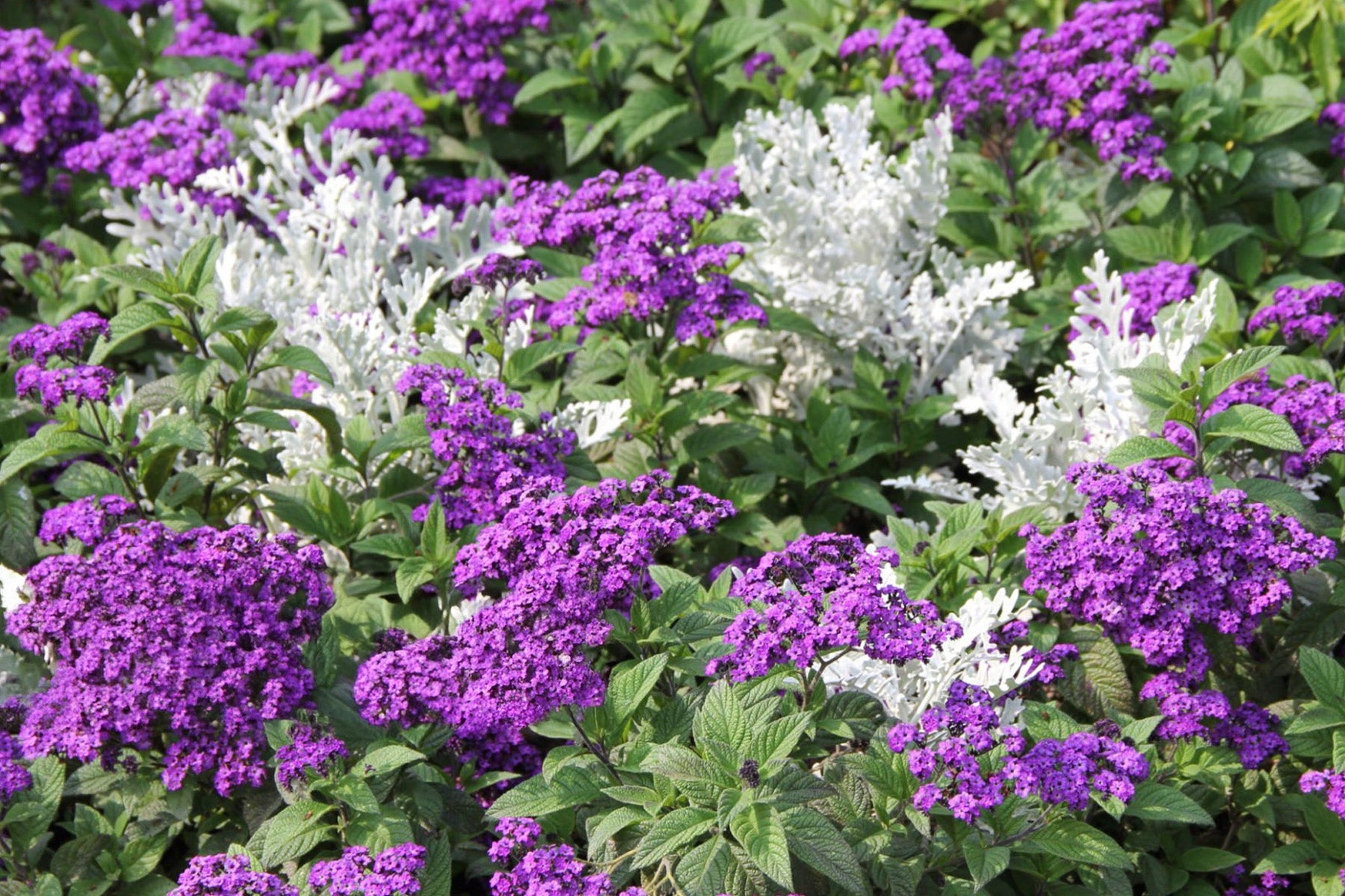 Ageratum
