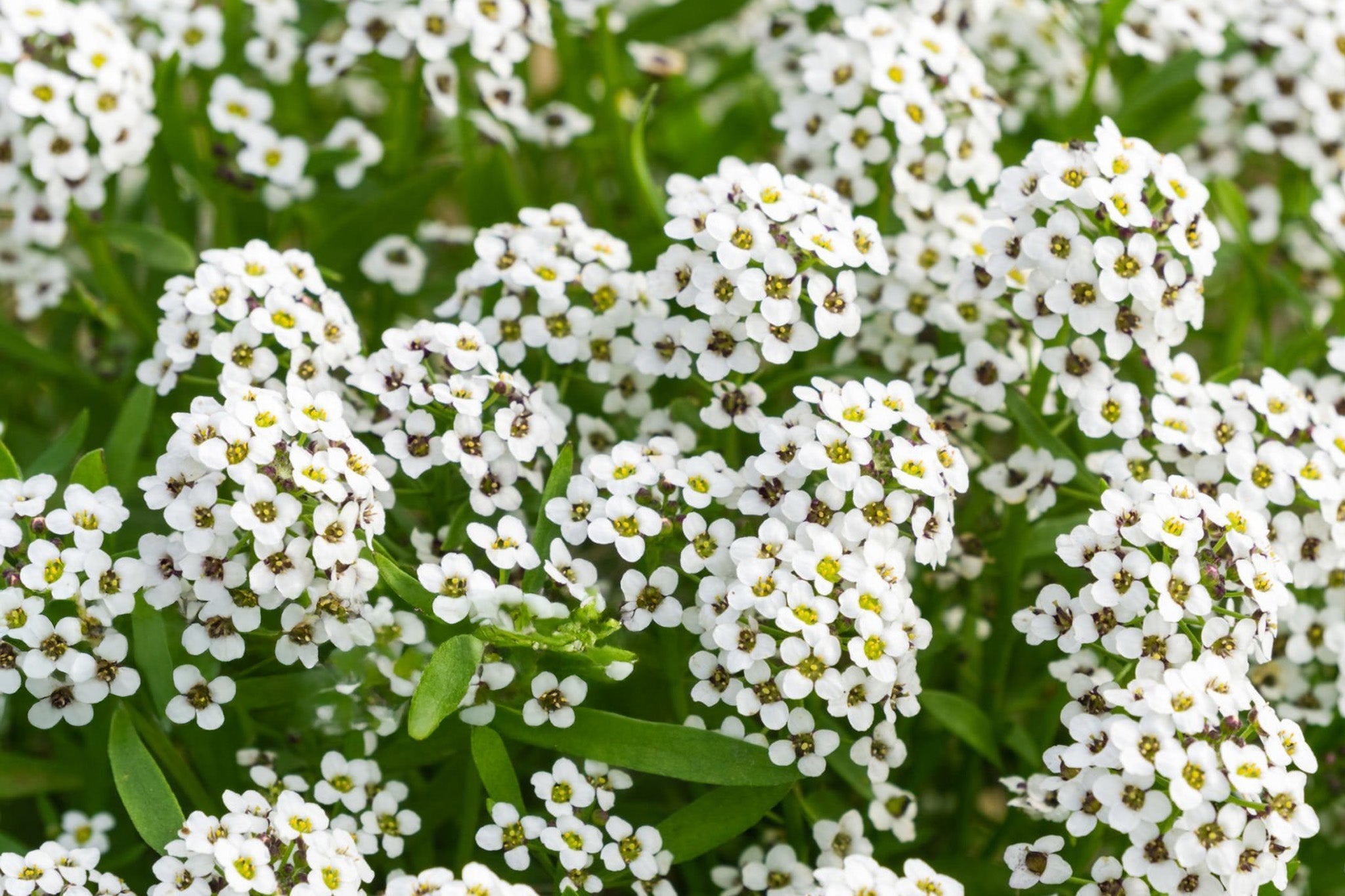 Alyssum