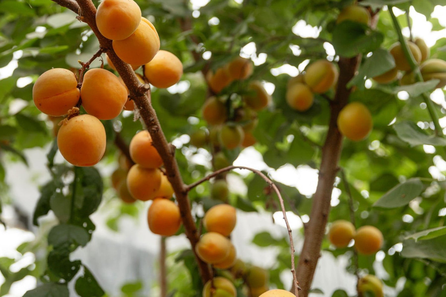 Apricot