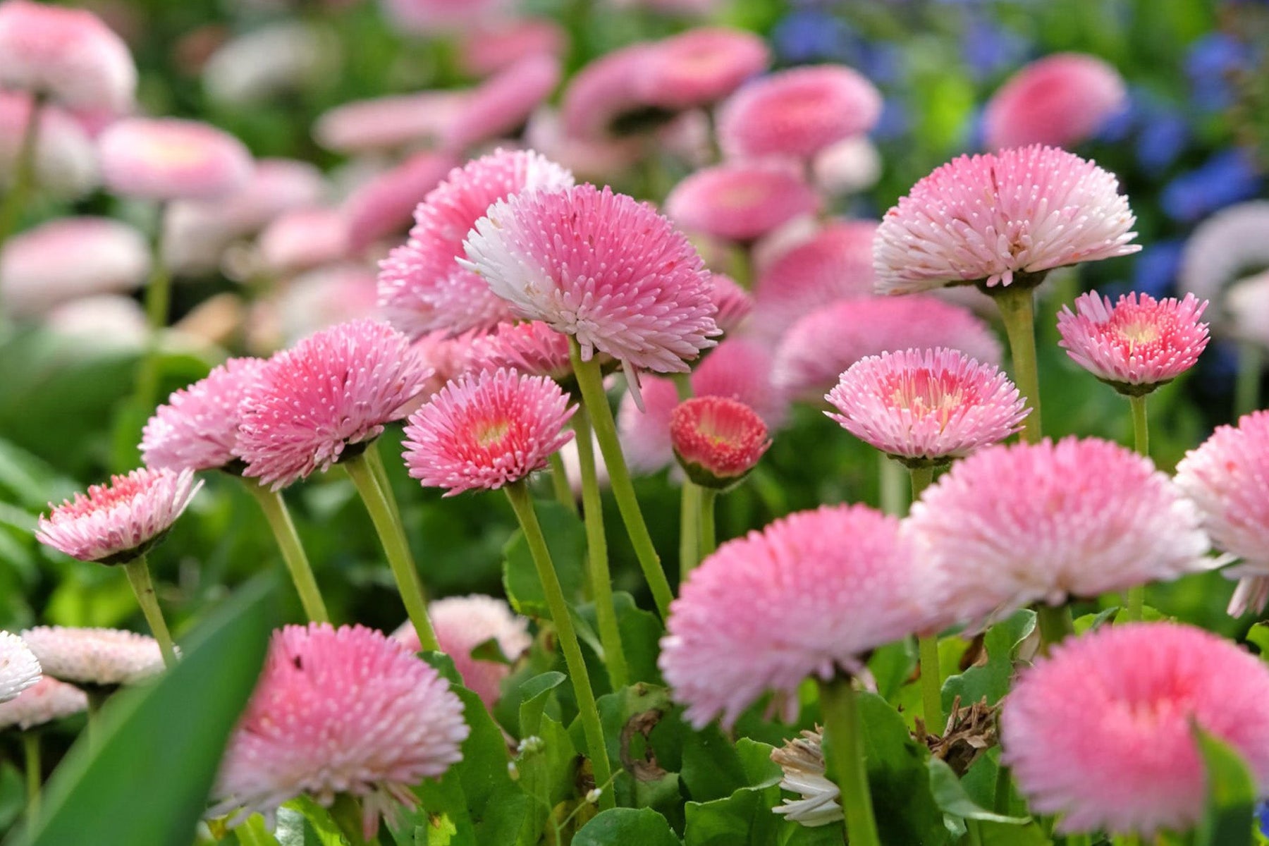Bellis
