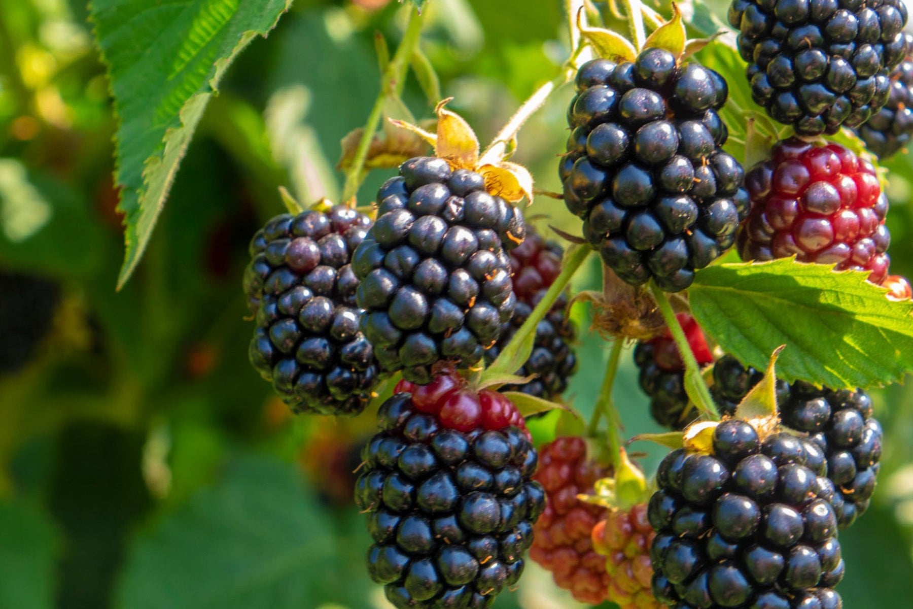 Blackberry