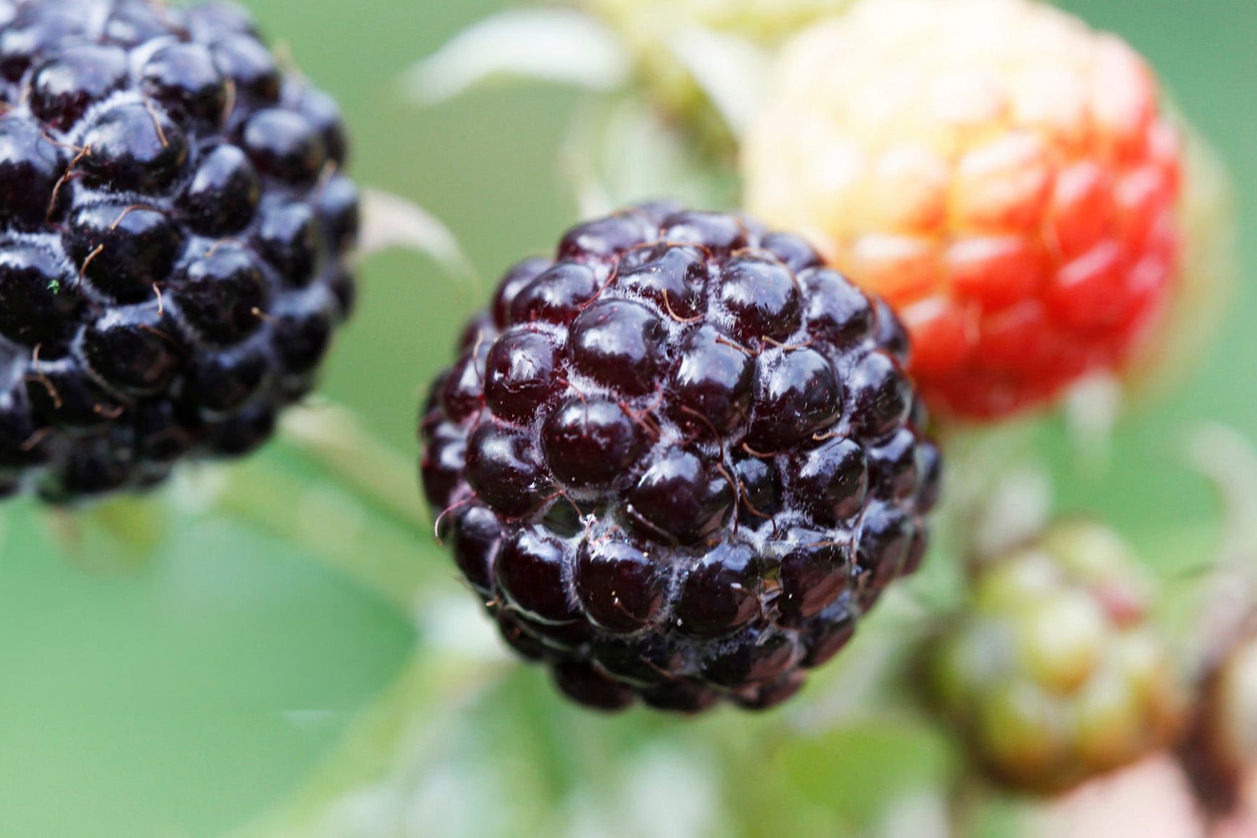 Boysenberry