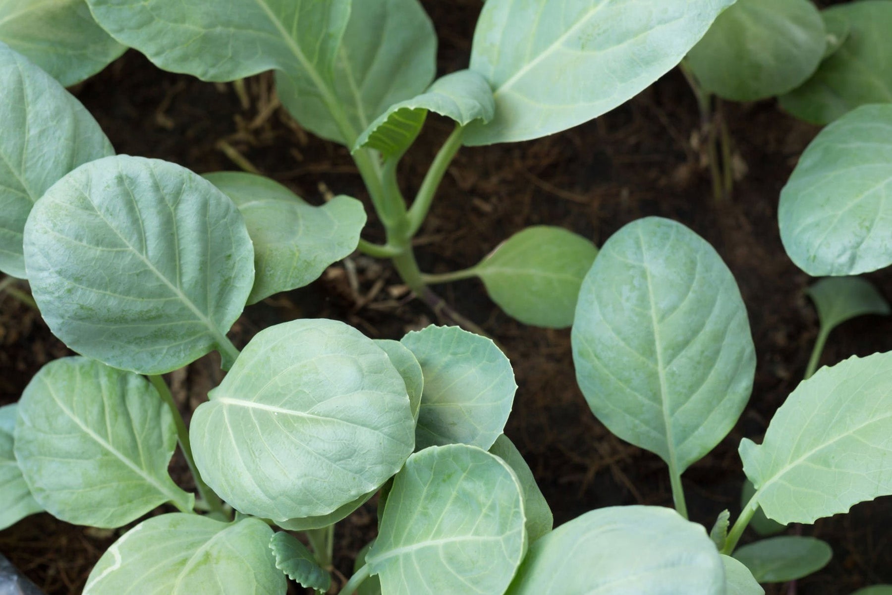 Brussell Sprout