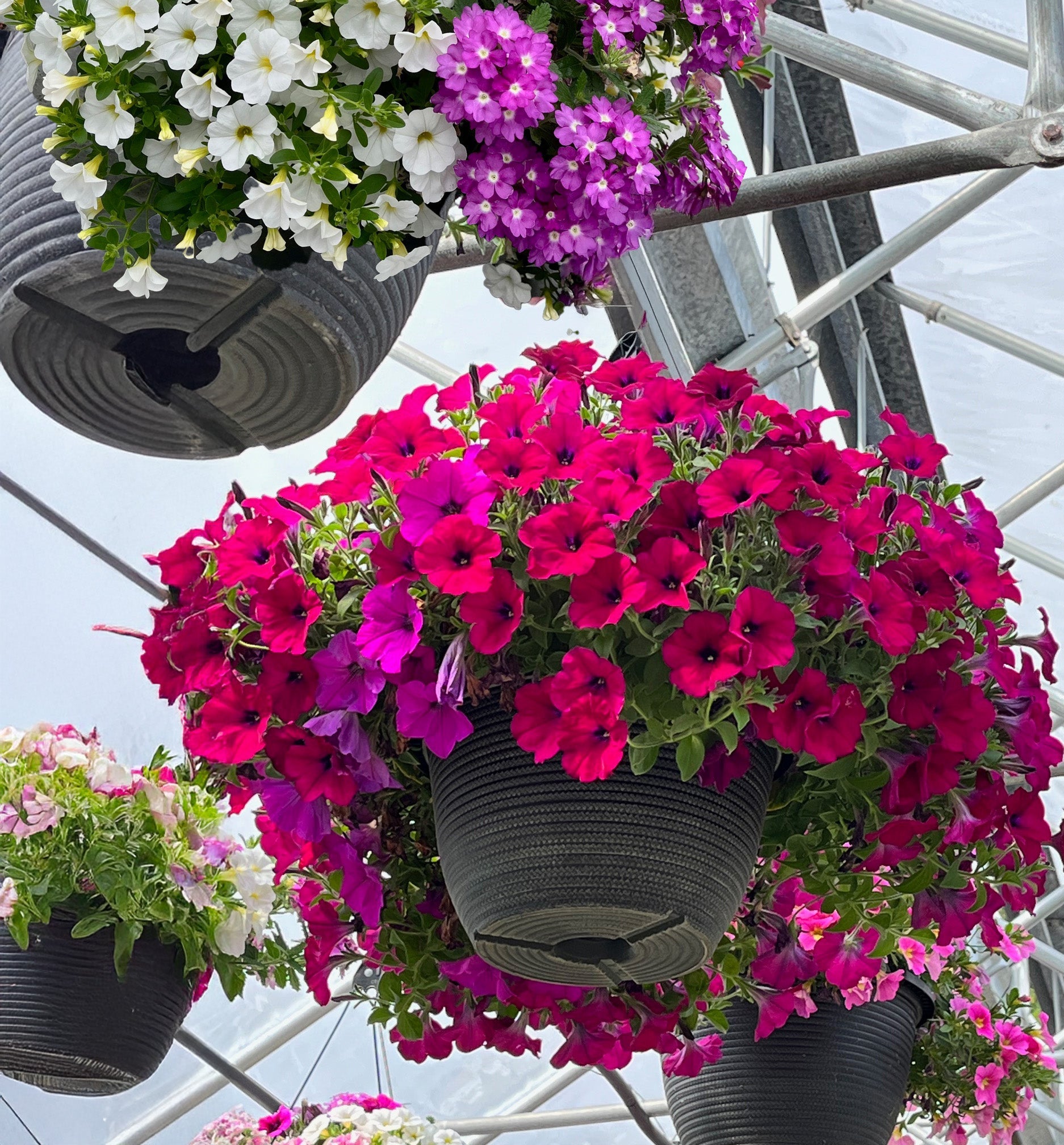 Hanging Baskets