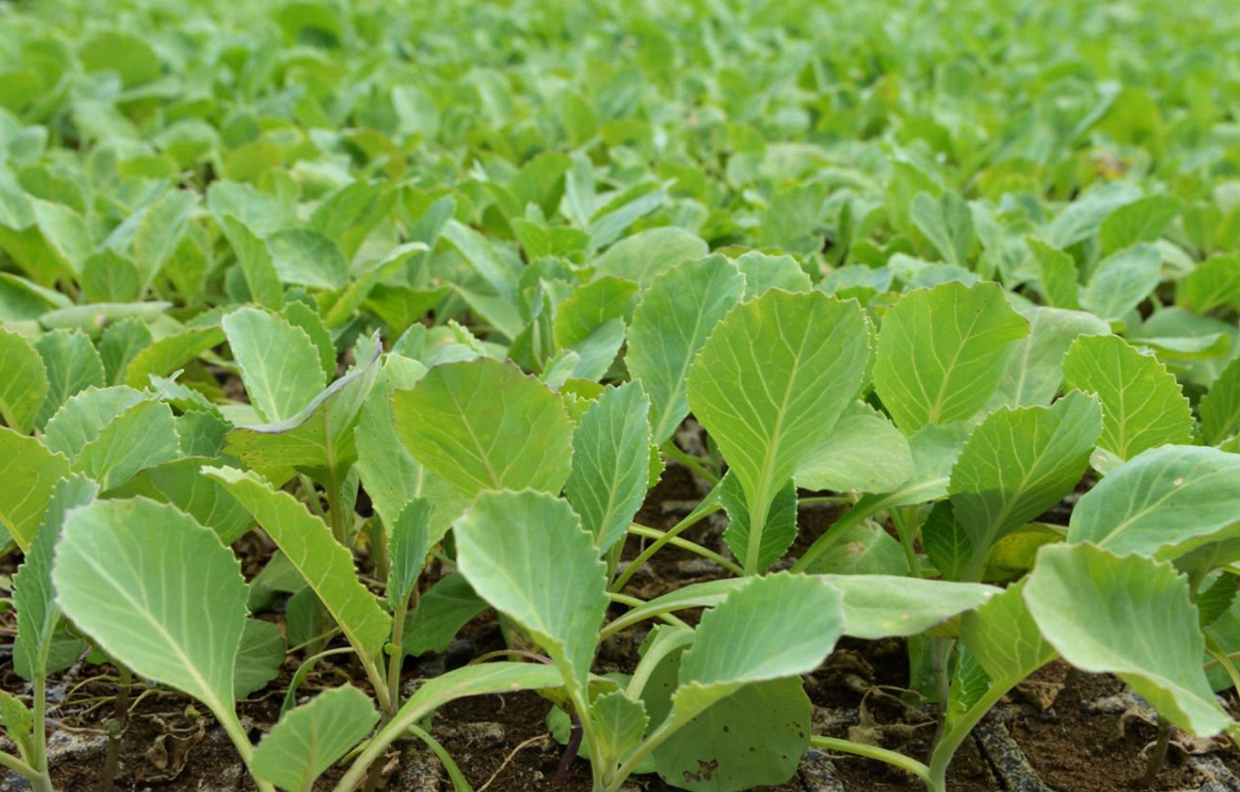 Cabbage