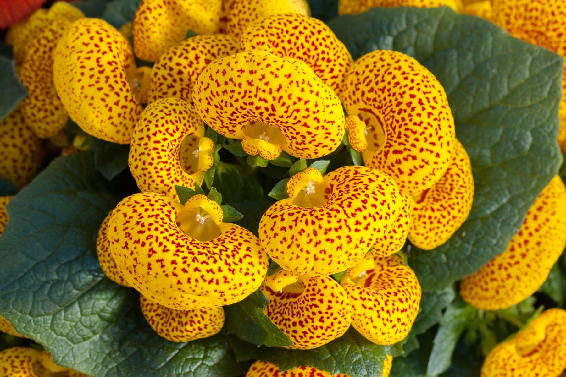 Calceolaria