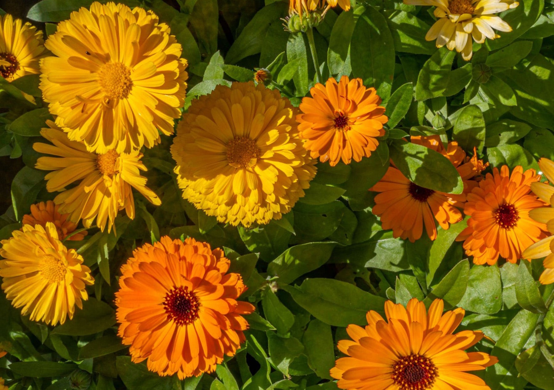 Calendula