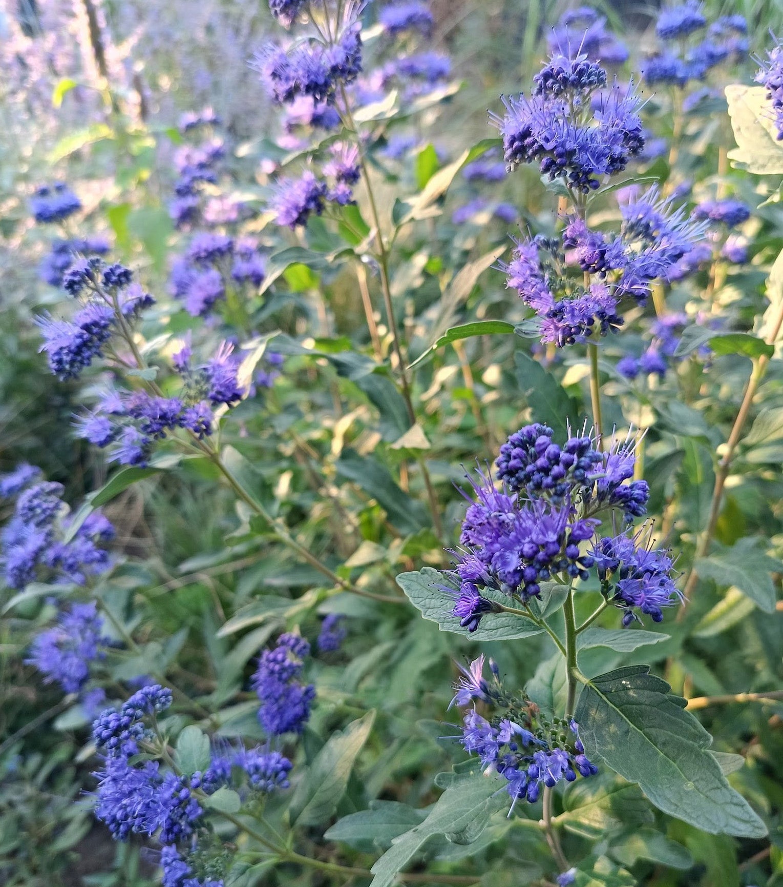 Caryopteris