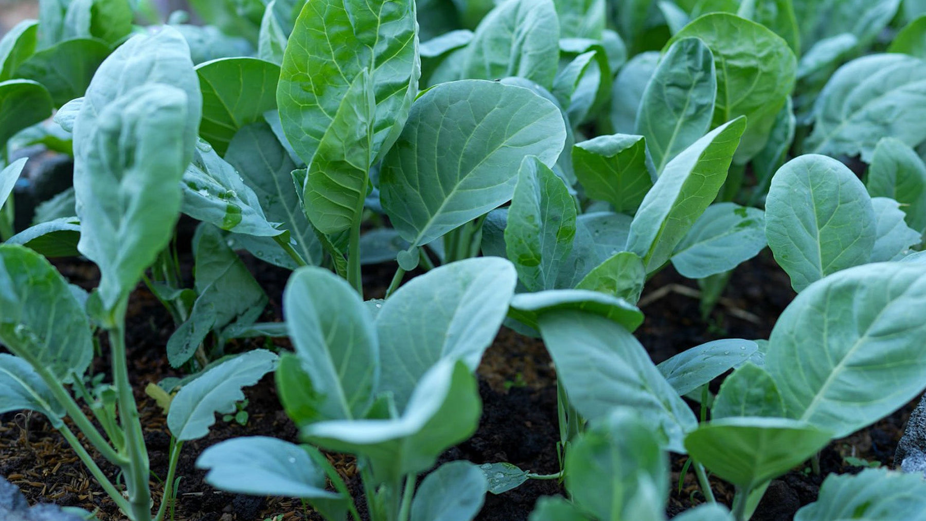 Cauliflower