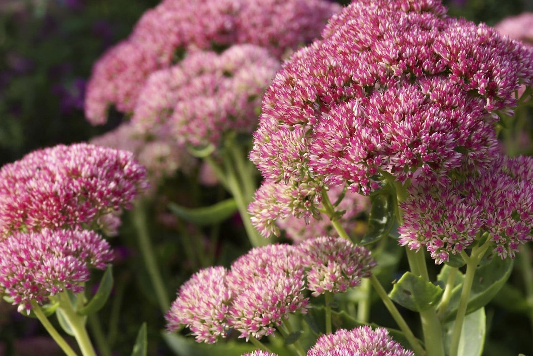 Cedum