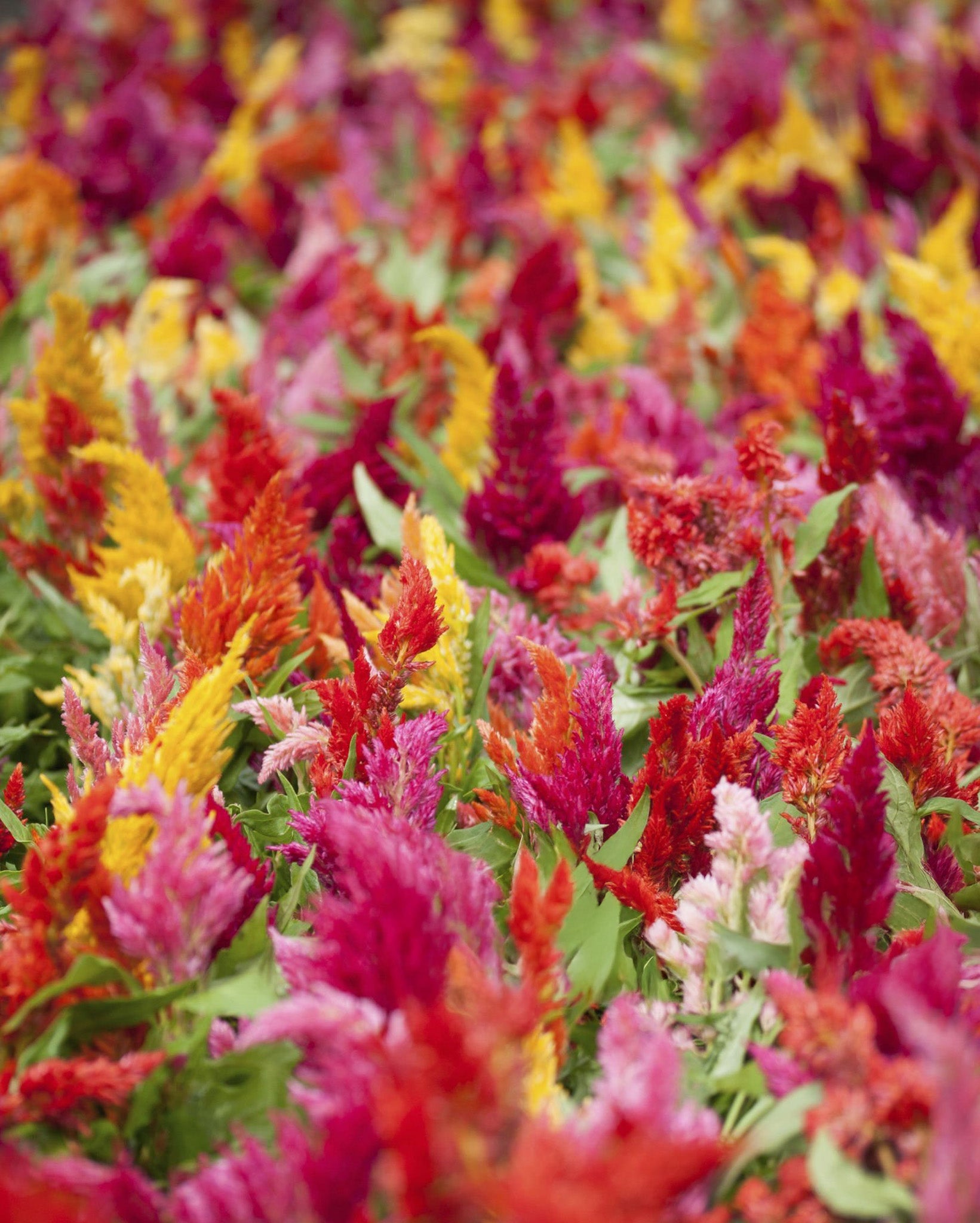 Celosia