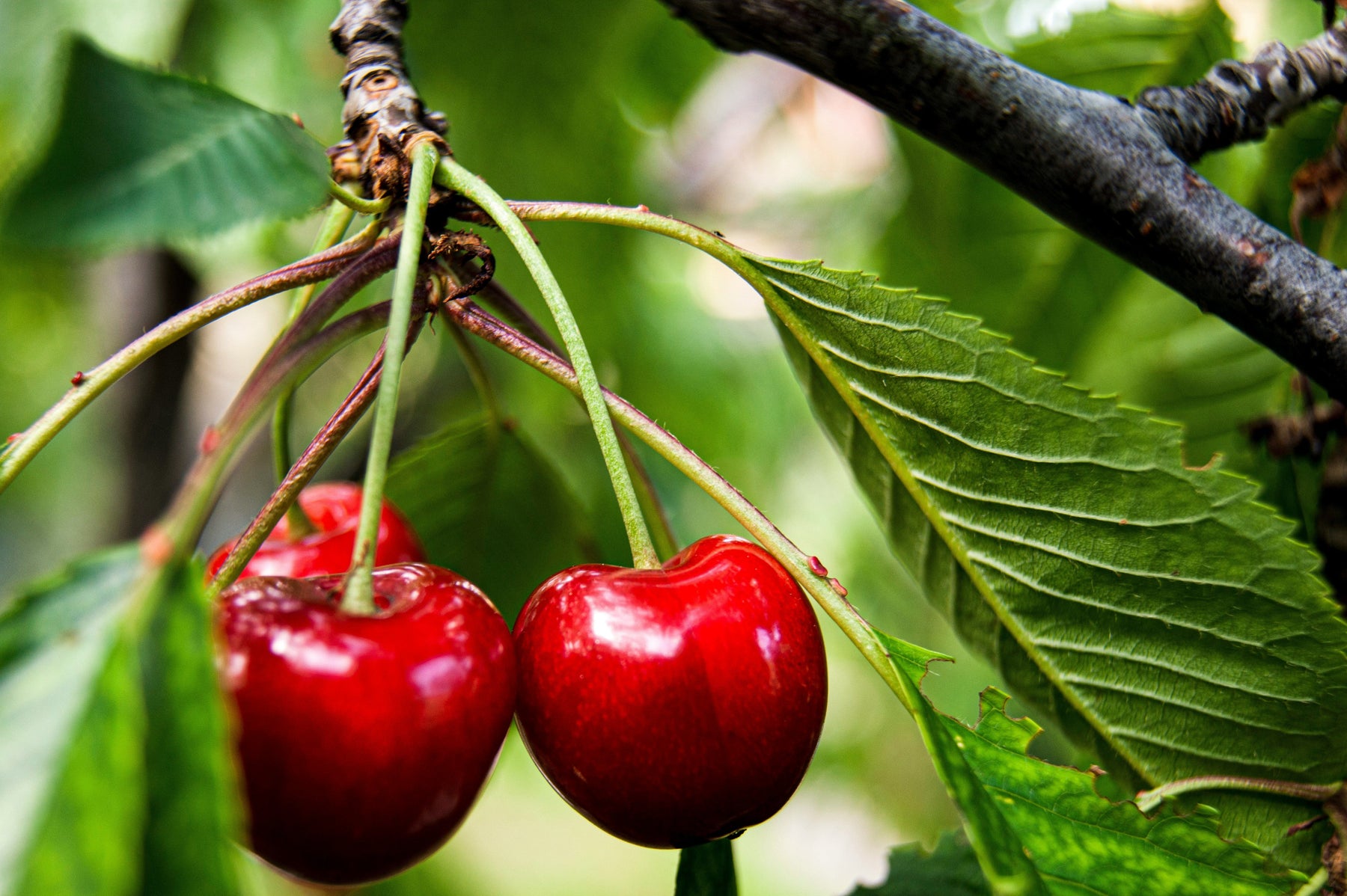 Cherry